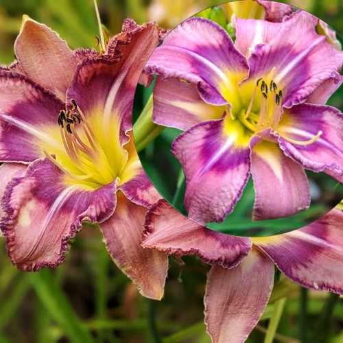 Hemerocallis 'Mildred Mitchell' - Päevaliilia 'Mildred Mitchell' P9/0,55L 
